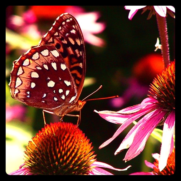 Meet your Posher, Beth - Picture 1 of 1